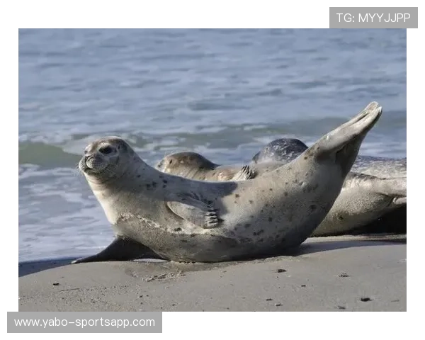 豹豹在线教学：肚子太大转不过来？教你轻松刷脂瘦身，重拾健康身形